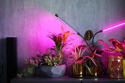 Growth Light on Plants
