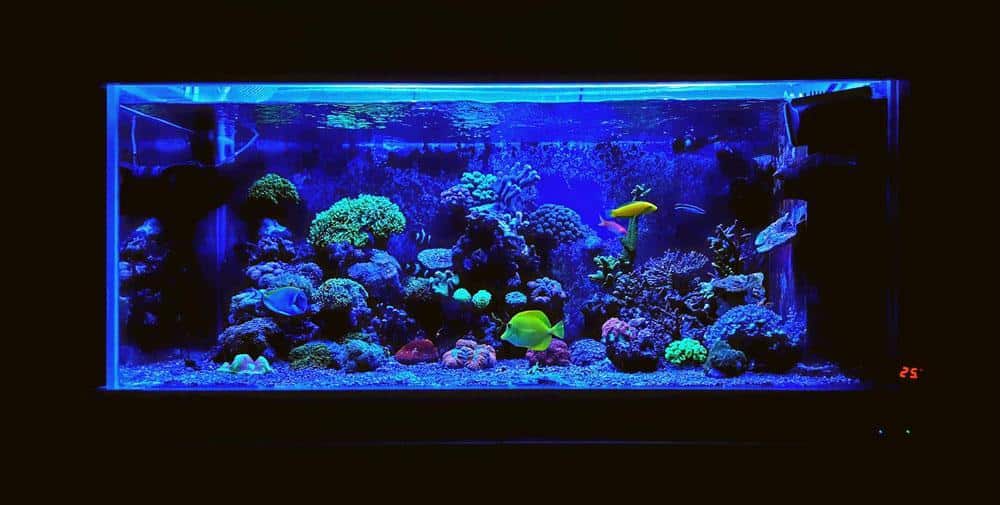 Reef Light Aquarium