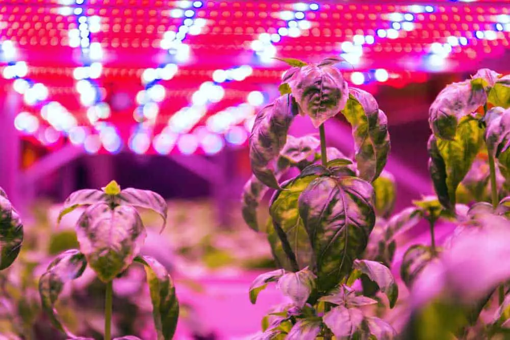 Reddish light on an indoor farm