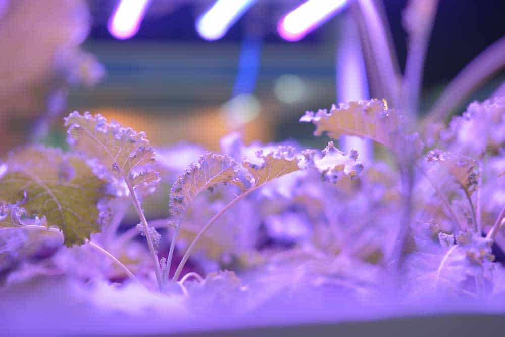 Bluish light above leafy veggies in an indoor farm