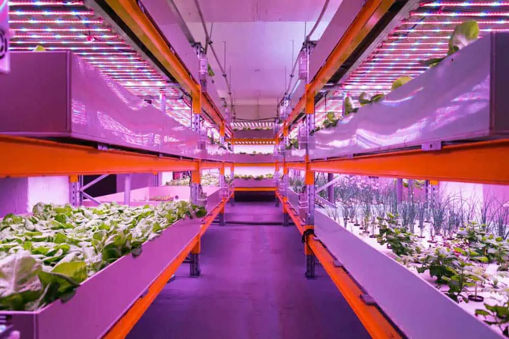 Reddish and bluish lights in an indoor farm