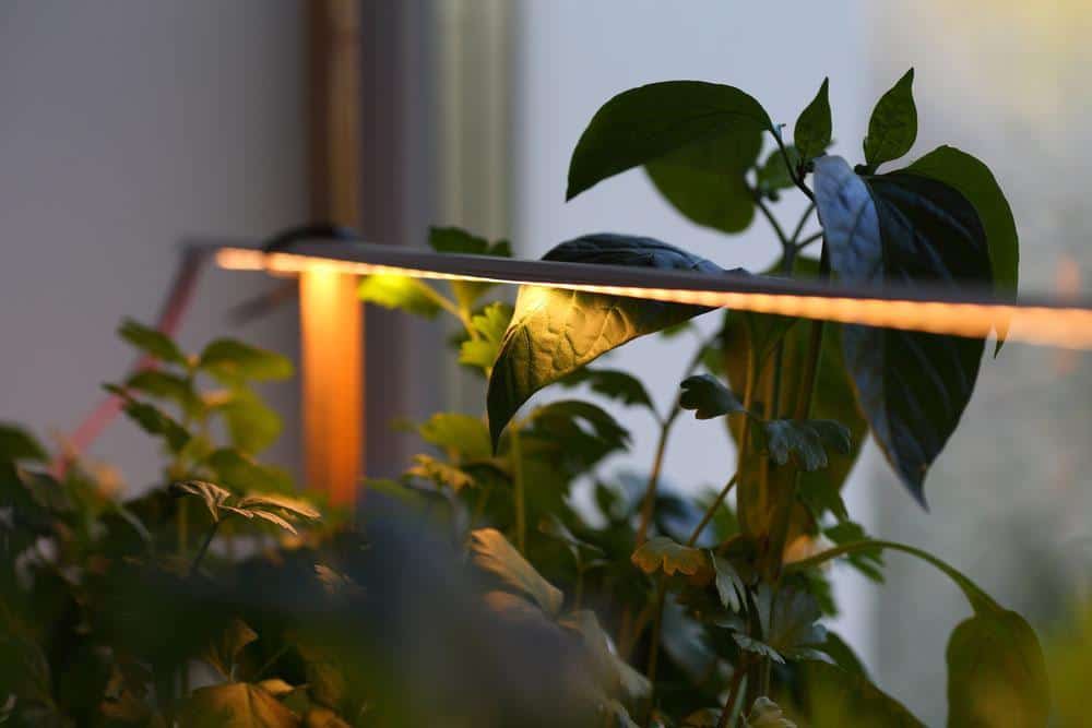 Plants growing under artificial LED strip lighting