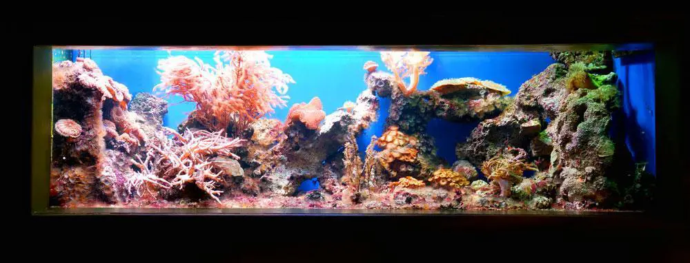 Aquarium With White Lighting