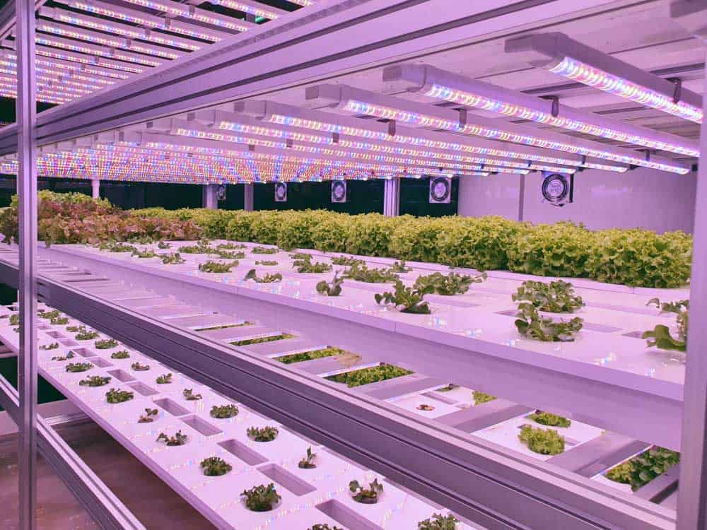 Vegetable farming indoors