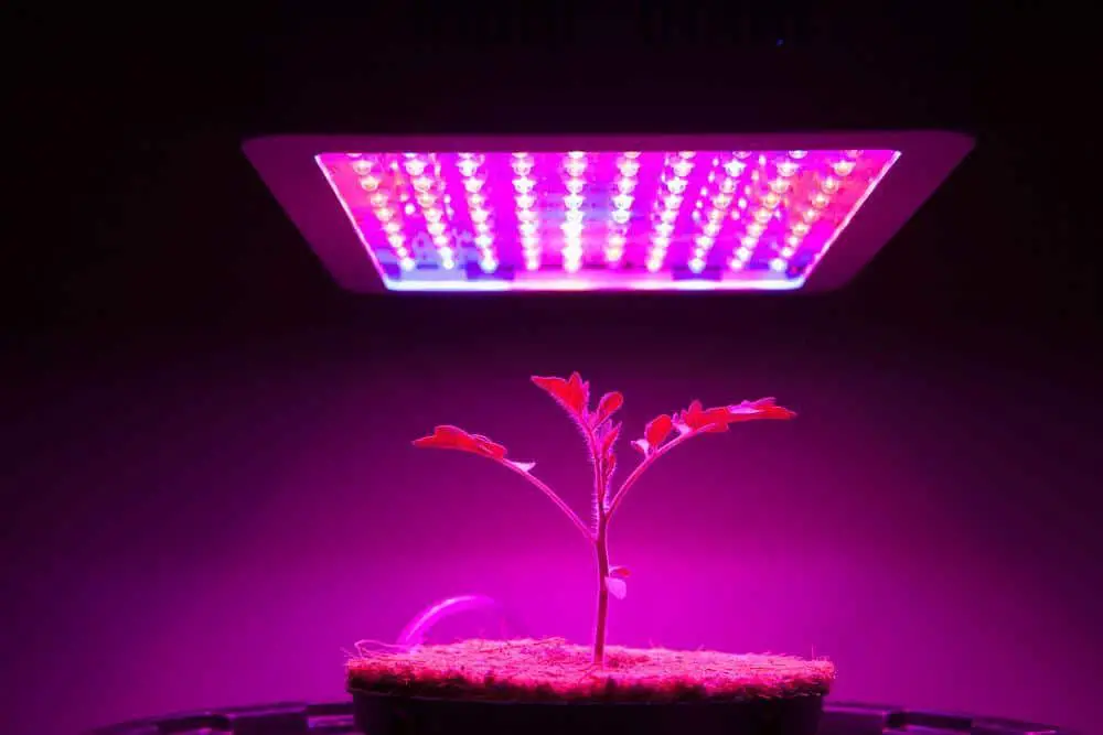Plant under LED Grow Light