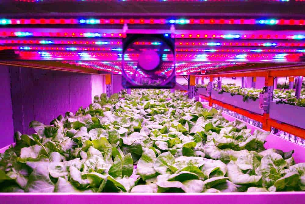 A combination of red and blue light in a commercial lettuce farm