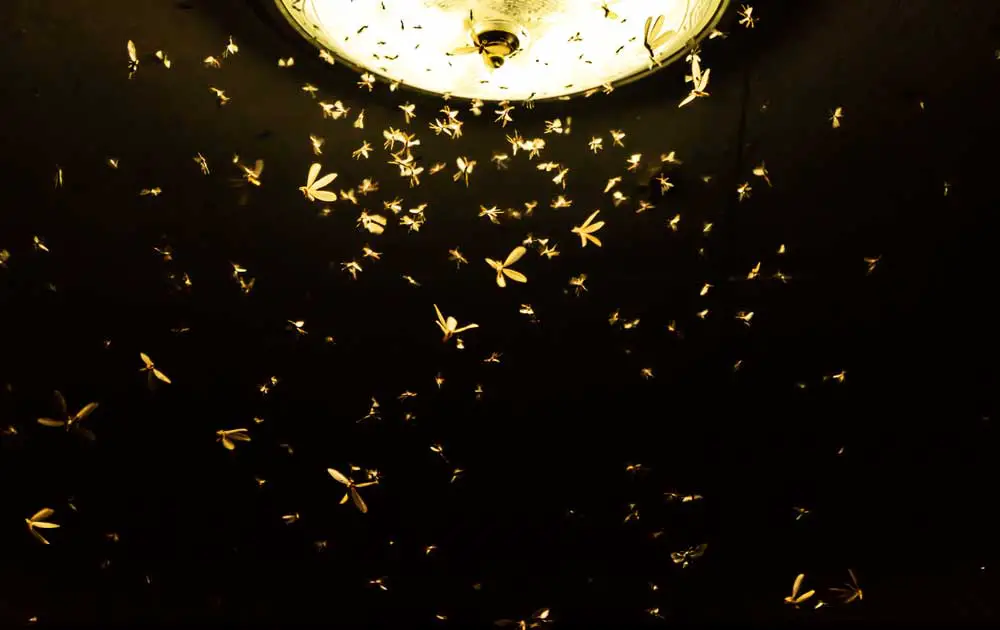 Moths flying around a neon light fixture