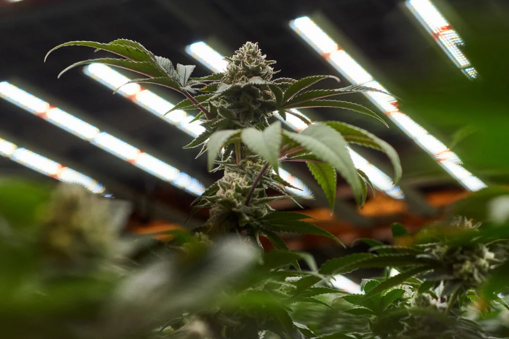 Full spectrum LED lights in an indoor cannabis farm. However, the LEDs are not truly full-spectrum light sources.