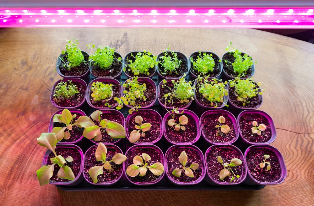 Various plants under grow lights