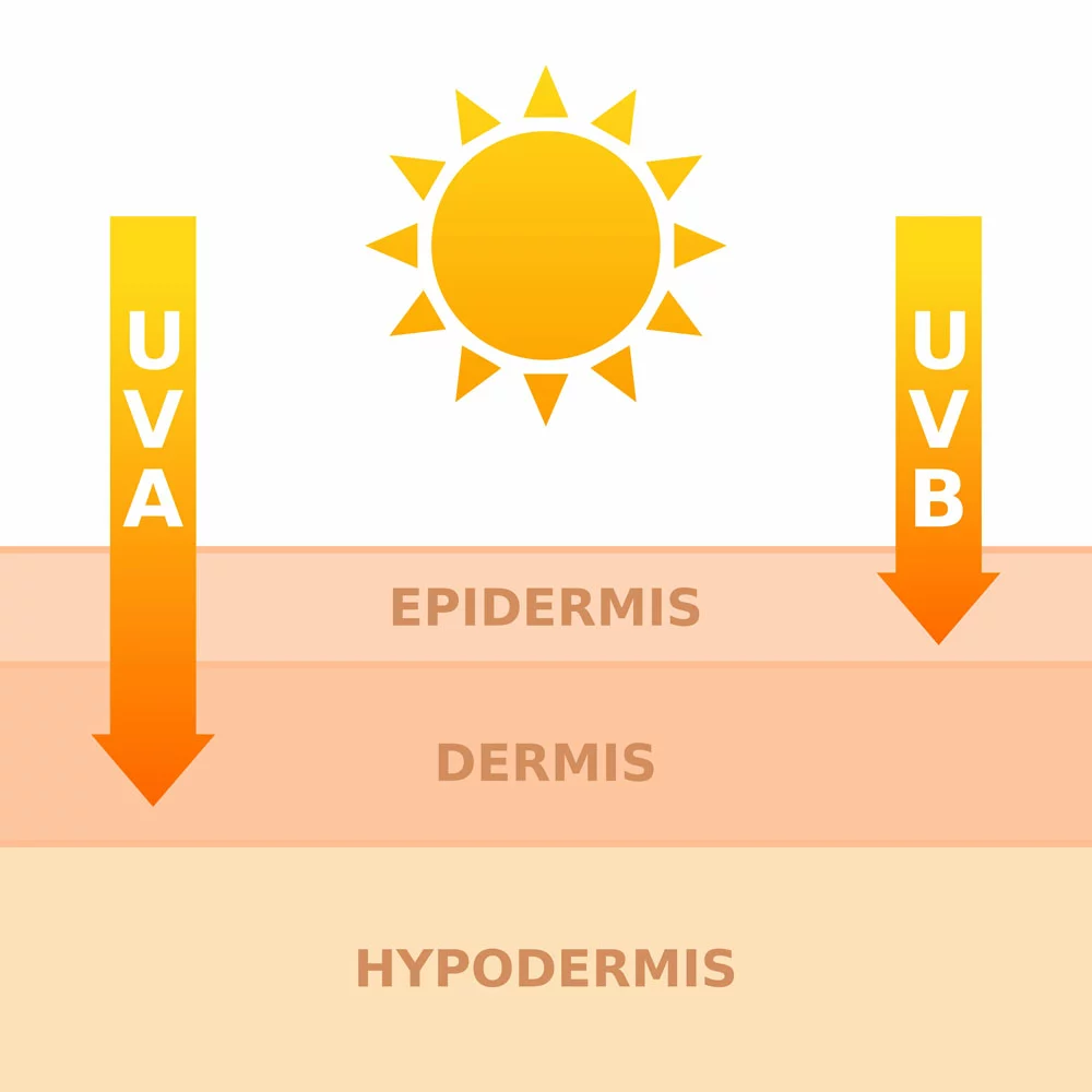 How UV light penetrates the skin.