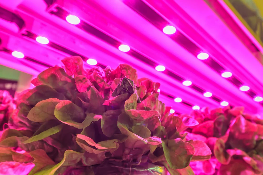 LED lighting used to grow lettuce