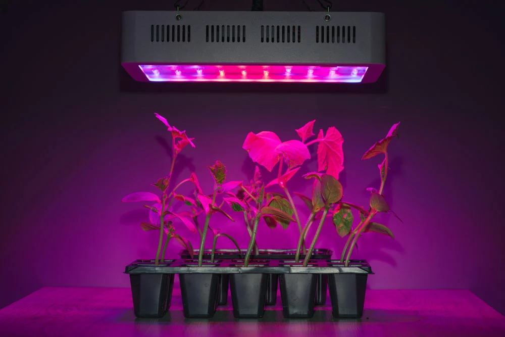 Plants under LED grow light