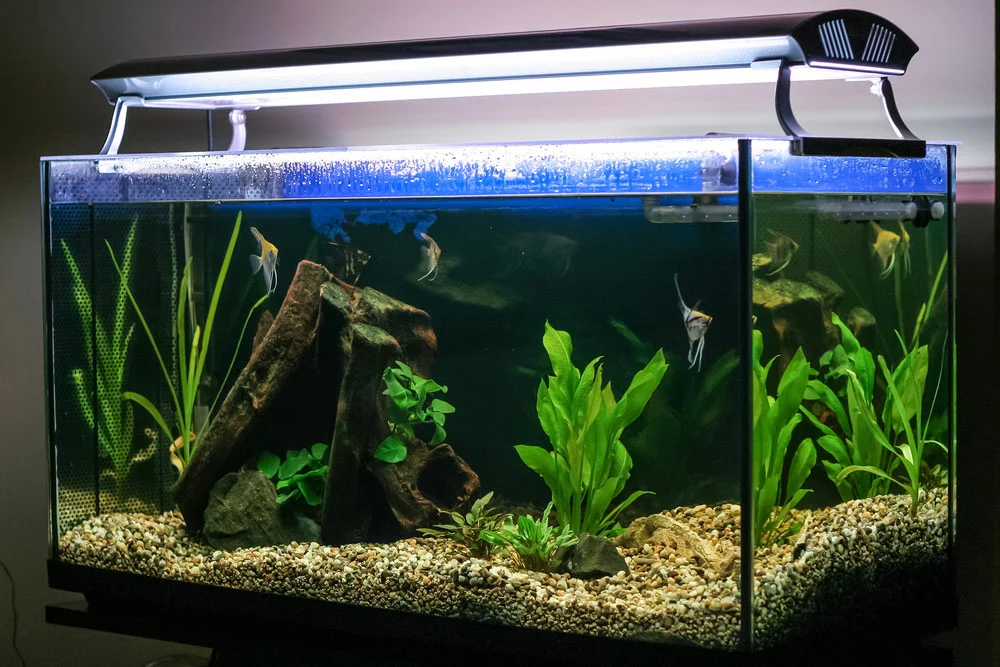 A well-lit tropical fish aquarium