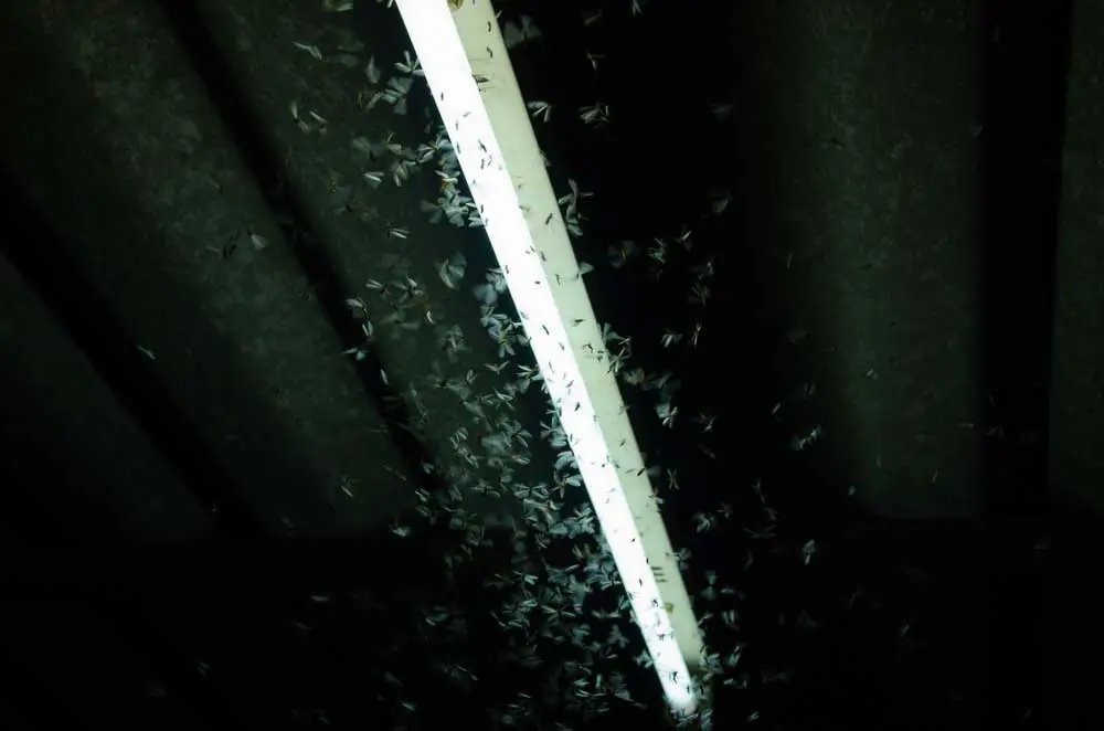 Insects flying around a fluorescent tube