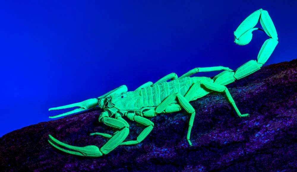 Black Light vs. UV Light:  A scorpion under UV illumination. 