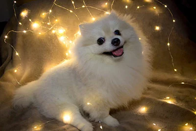 A dog posing a smile in front of LED lights