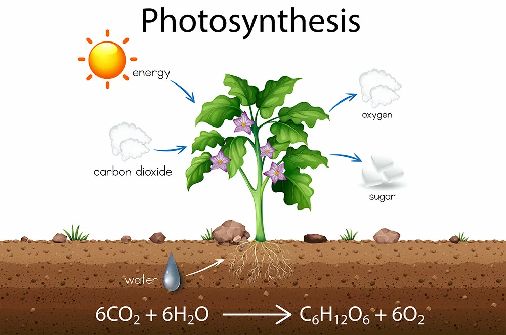 Plants are primary biomass sources. 