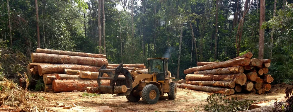Biomass Energy Advantages and Disadvantages-  Biomass may encourage deforestation