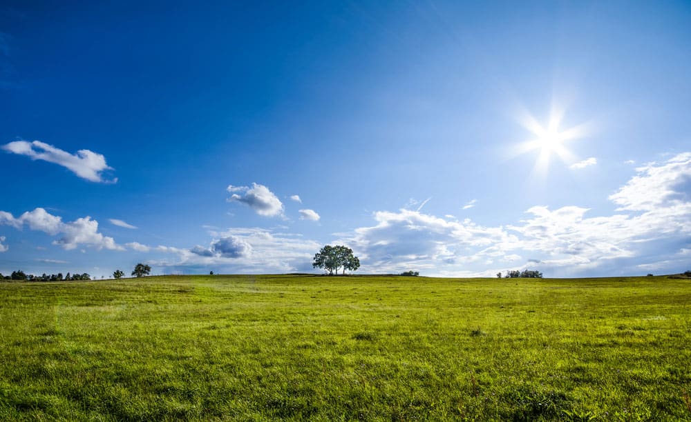 Beautiful landscape with a lone tree