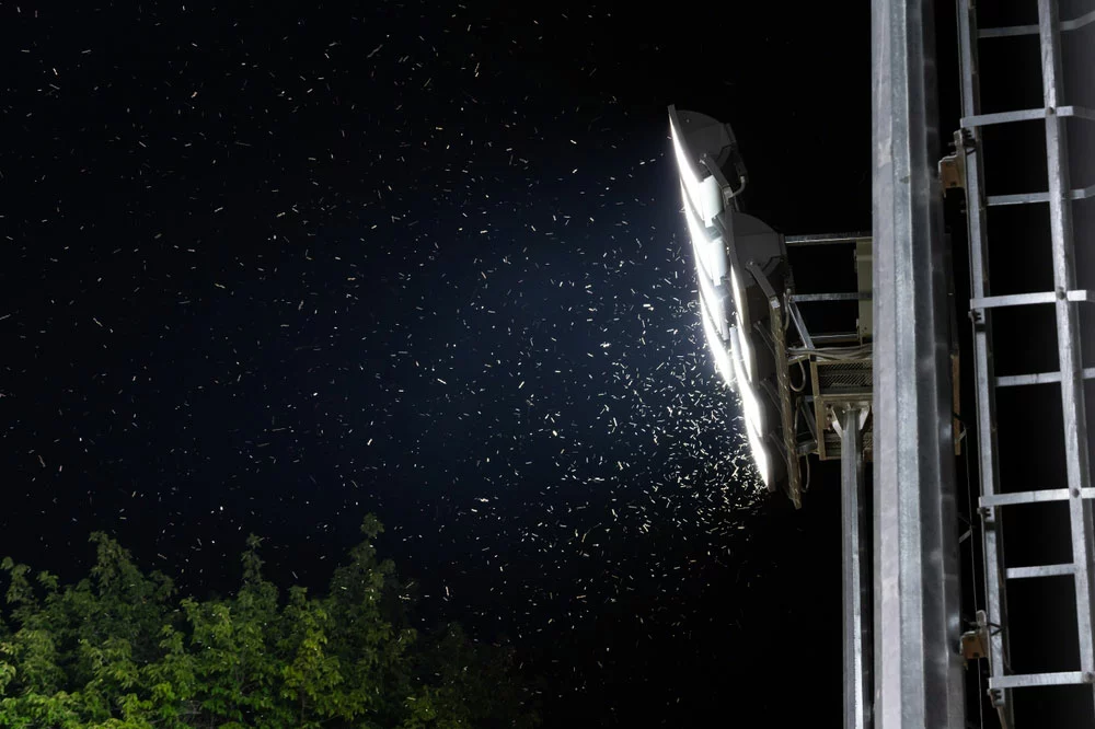 Bugs and moths around a stadium floodlight