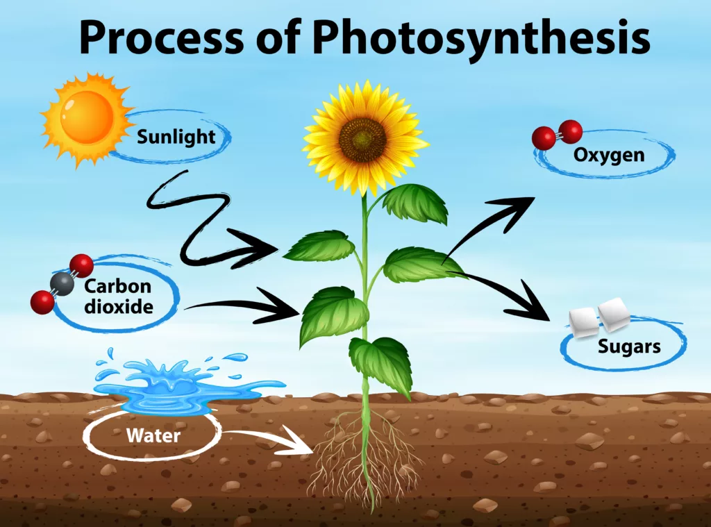 Photosynthesis Process in Plants