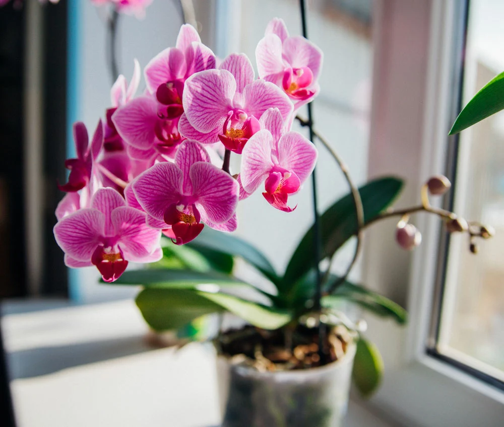 Pink flower and leaves of the phalaenopsis orchid in a flower pot.