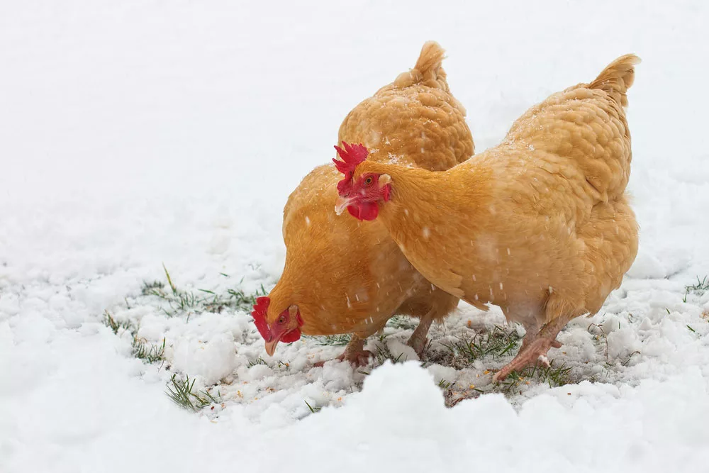Chickens feed during winter. 