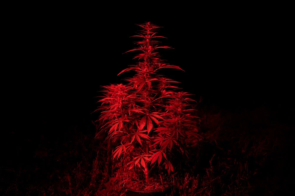 Red light illuminating a cannabis plant outdoors