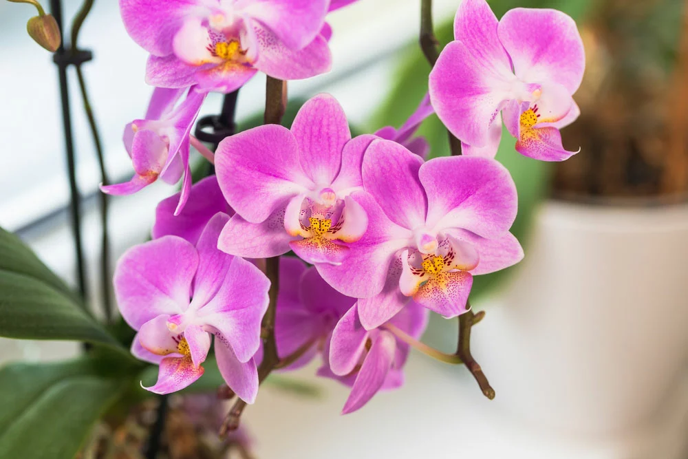 Indoor pink flower Orchid