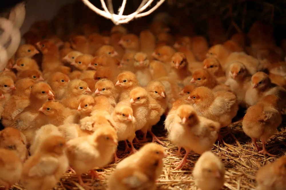 Chicks Cramped together. 
