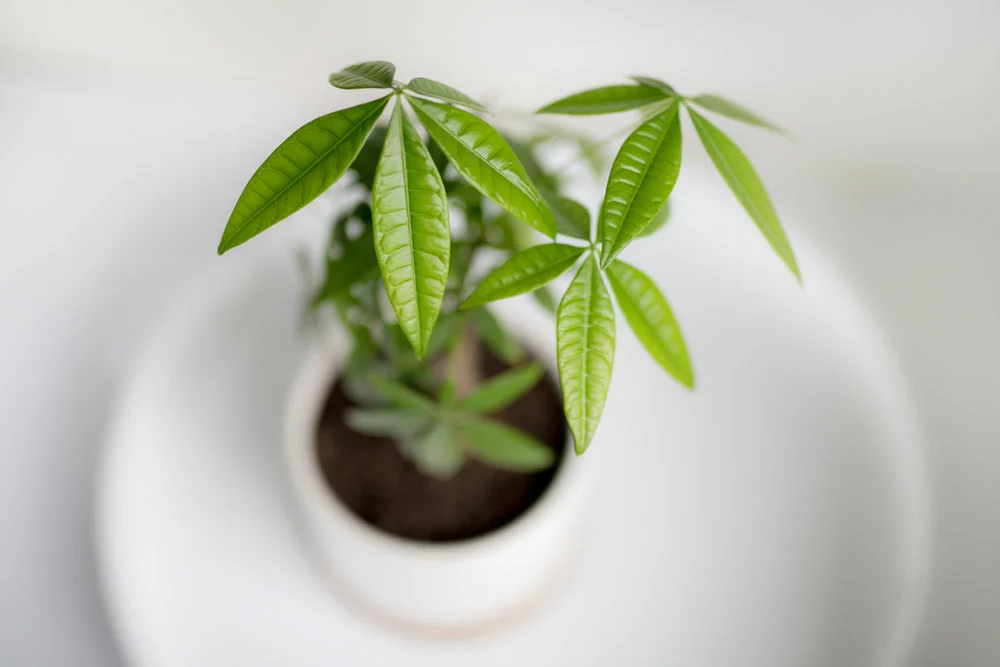 Money plant in a pot