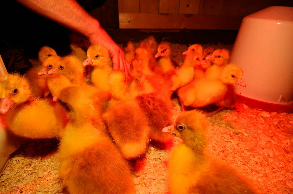 Chicks gather around a heater in cold weather. 