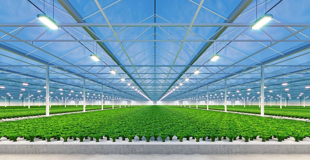 A greenhouse under grow lights