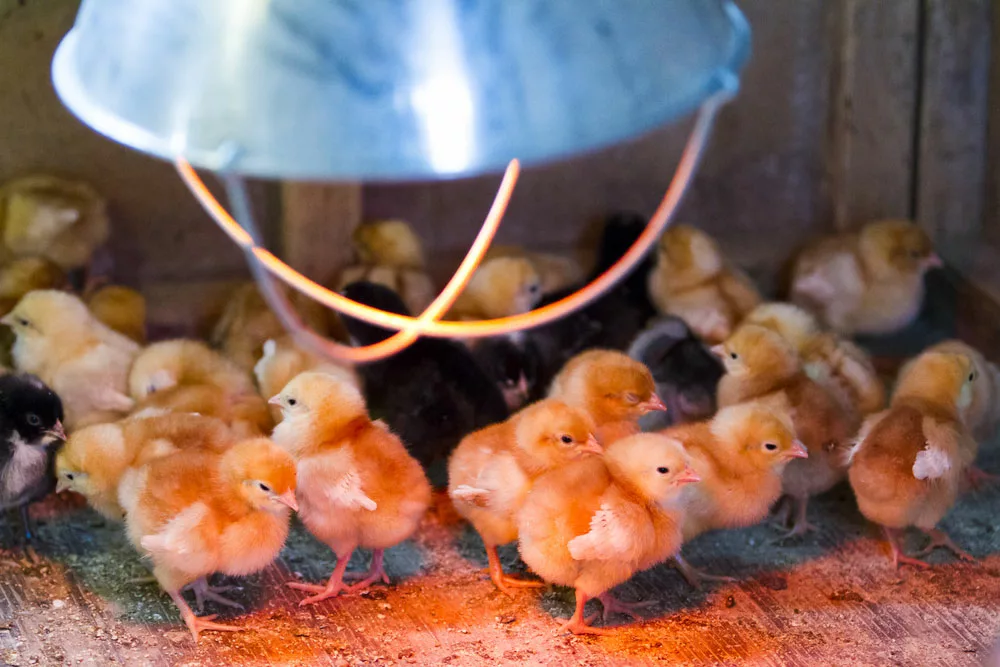 Chicks around a heat lamp. 