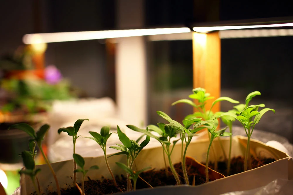 Growing seedlings under artificial lights.