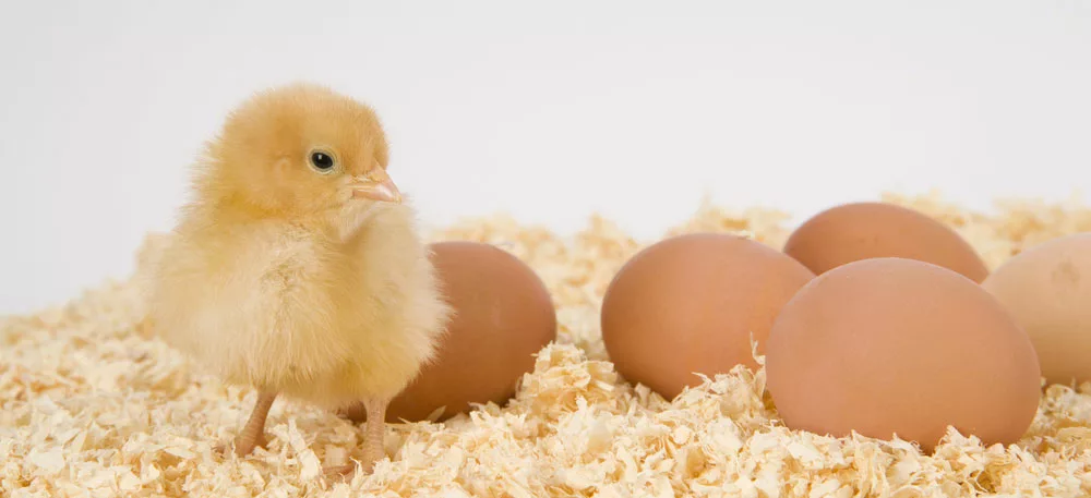 A chick stands in bedding with fresh farm eggs.