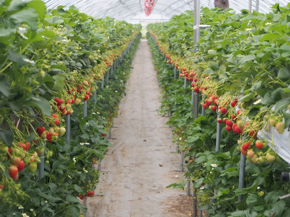 Strawberries in a Greenhouse