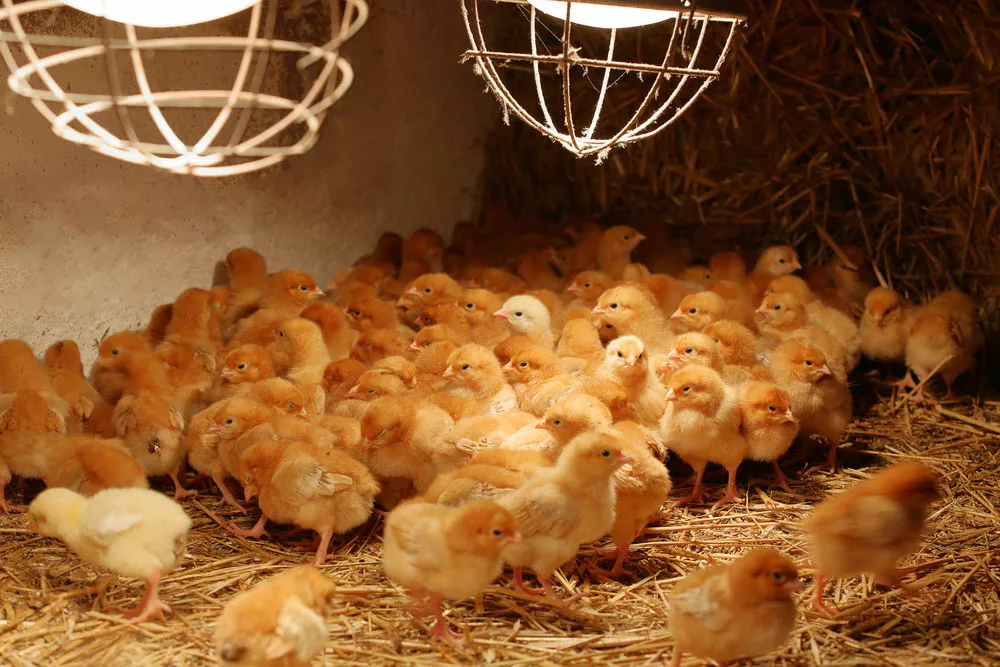 Newly hatched chicks near a heat lamp. 