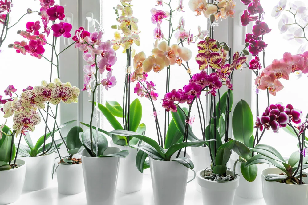Colorful orchids phalaenopsis.